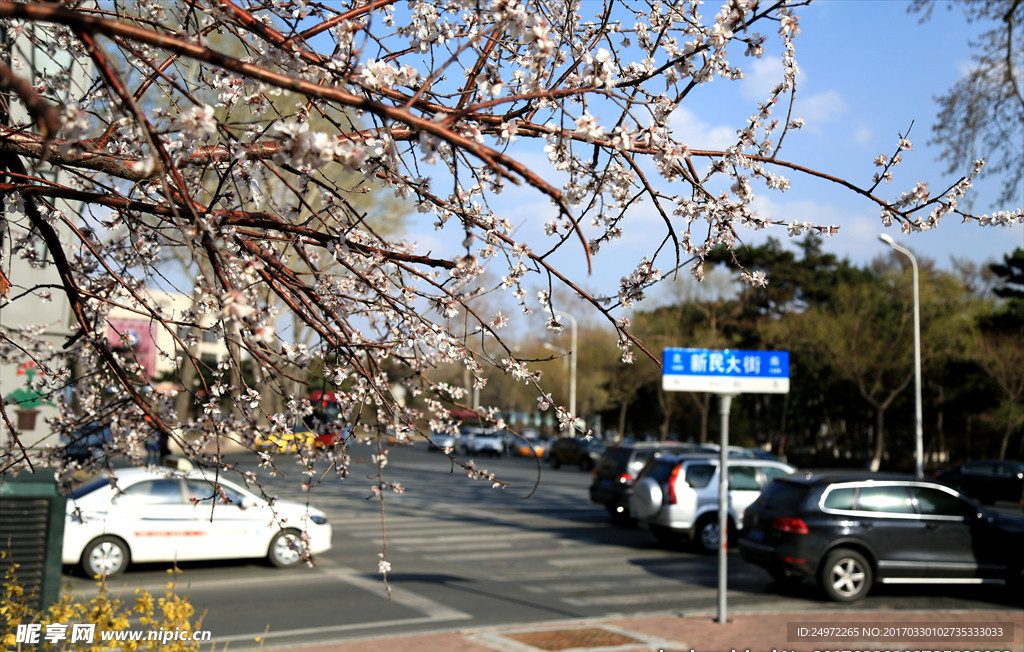 新民大街杏花