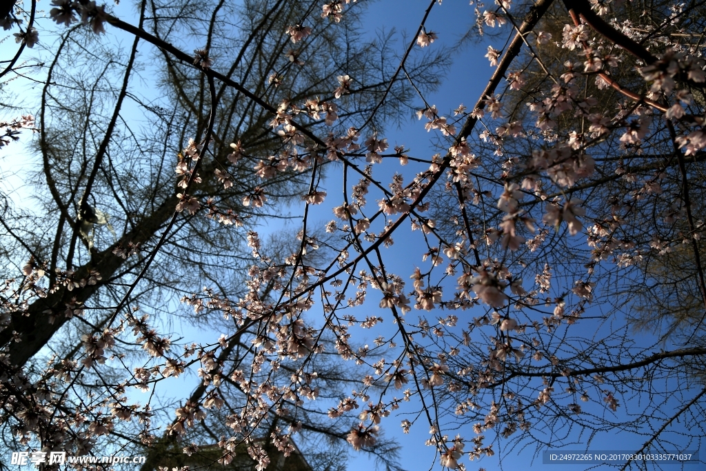 蓝天大树