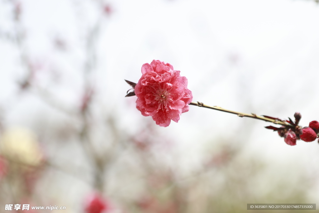 桃花盛开