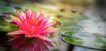 莲花