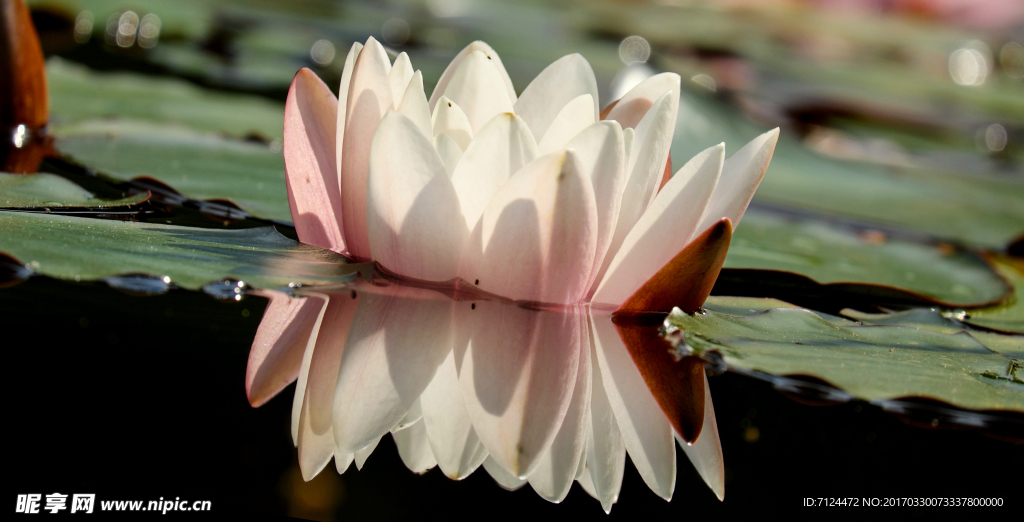 莲花