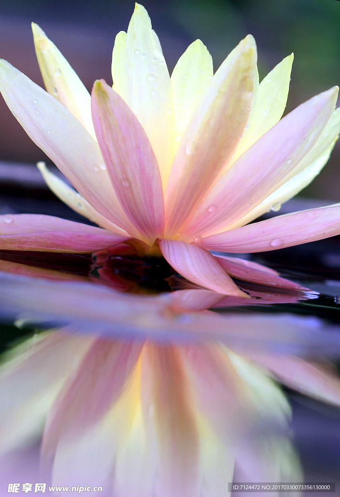莲花