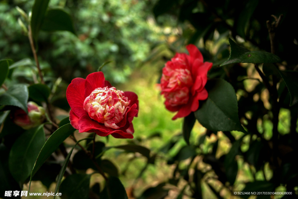 红茶花