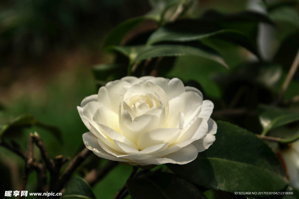 白山茶花