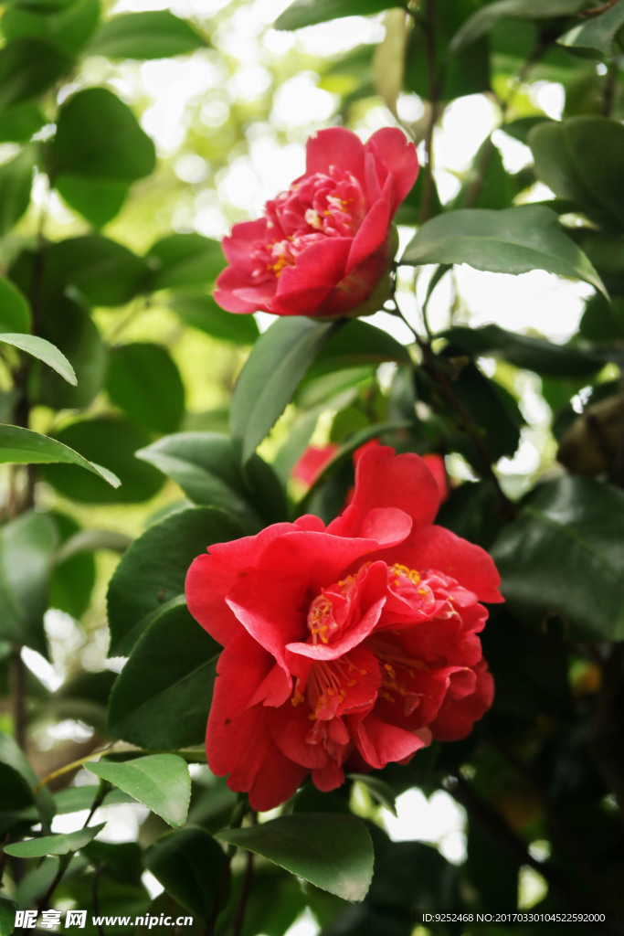 山茶花