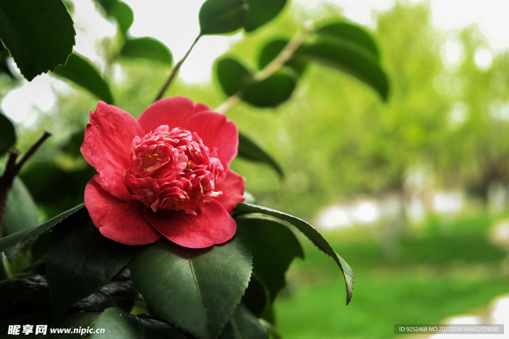 山茶花