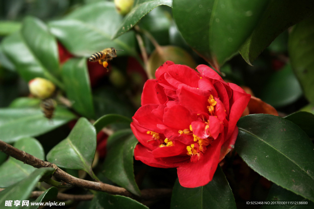 红山茶花