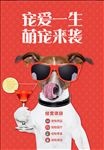 宠物海报