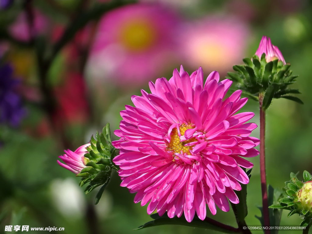 红色翠菊