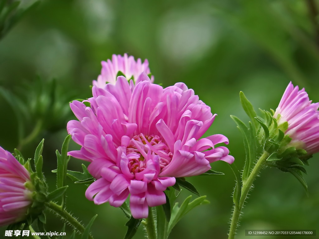 粉色翠菊