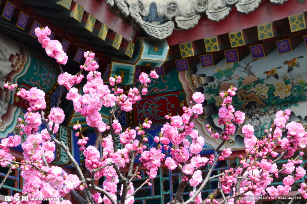 榆叶梅