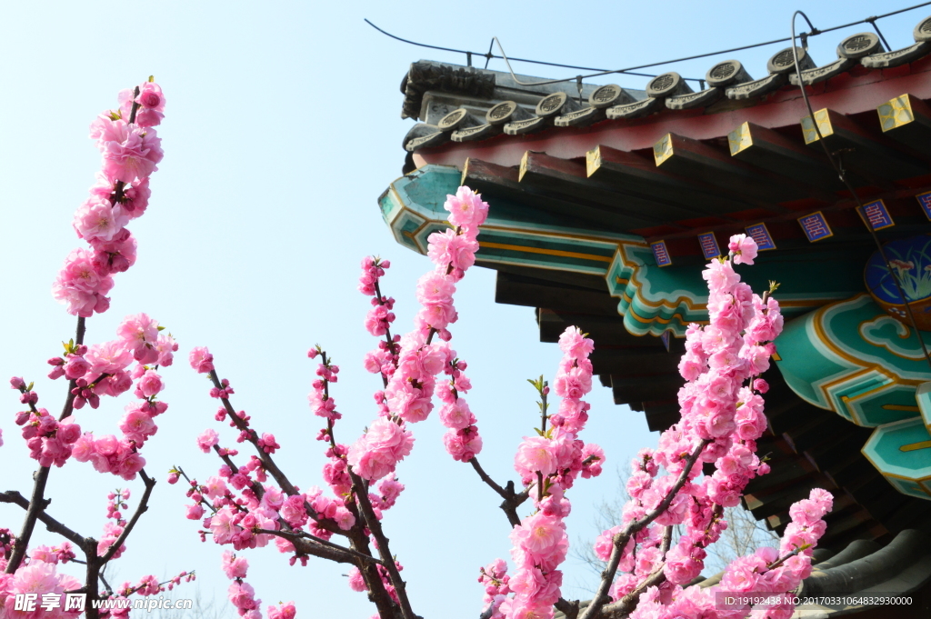 榆叶梅