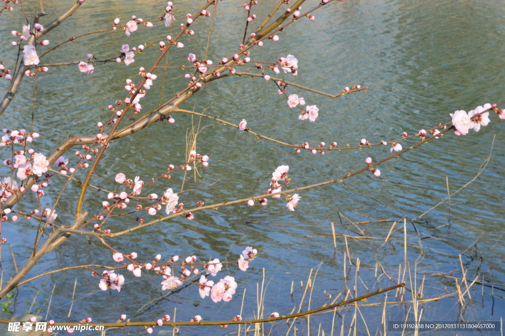 榆叶梅