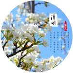 清明节梨花