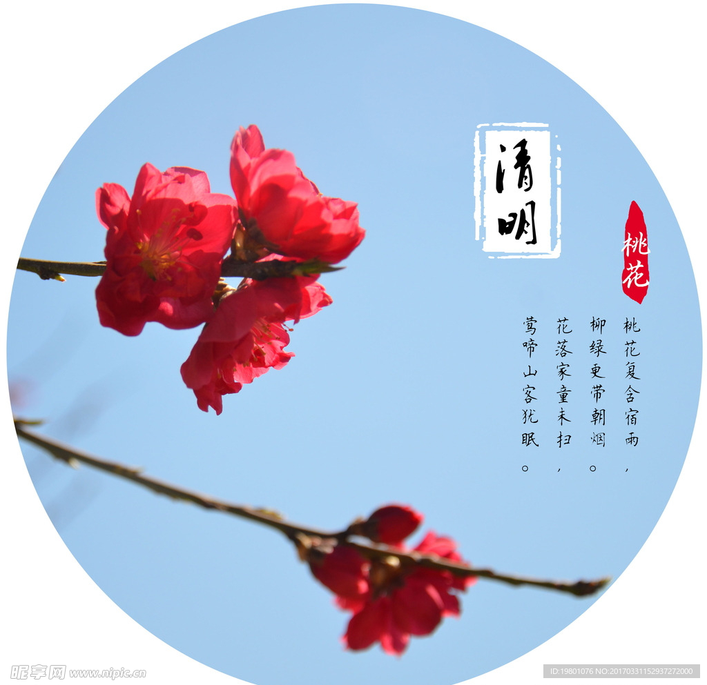 清明节桃花