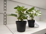 植物