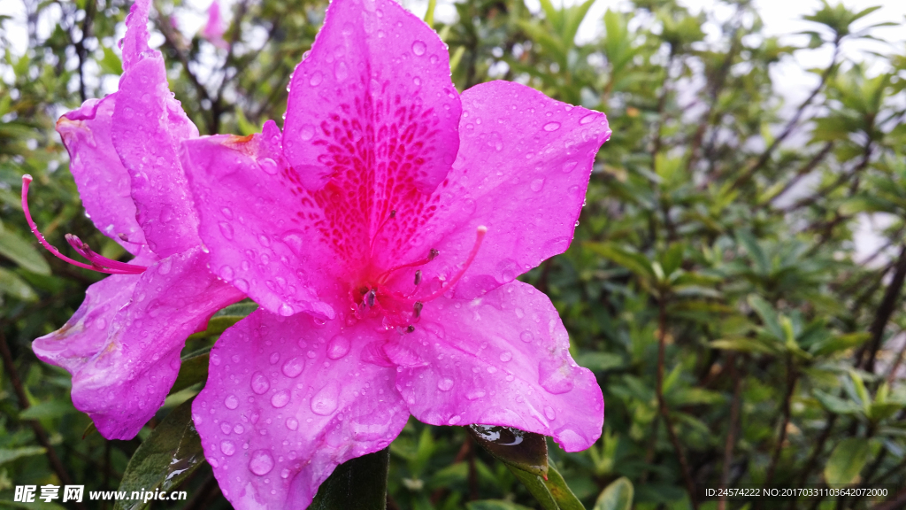 杜鹃花