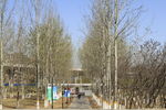 杨树林