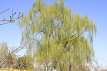 春季柳树