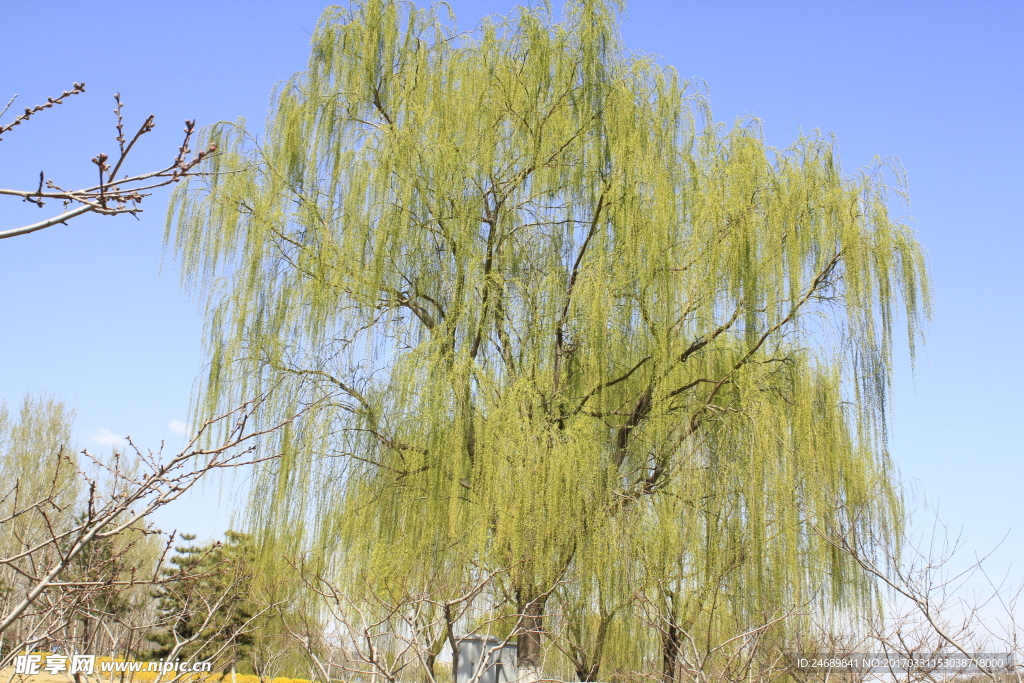 春季柳树