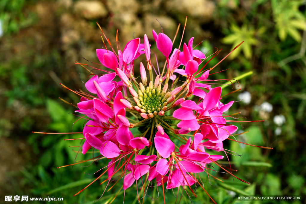 花