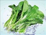 动感菜心