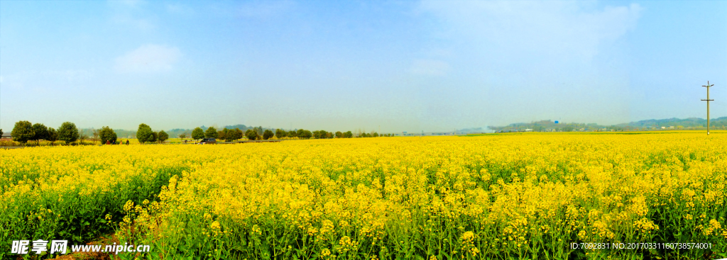 油菜花