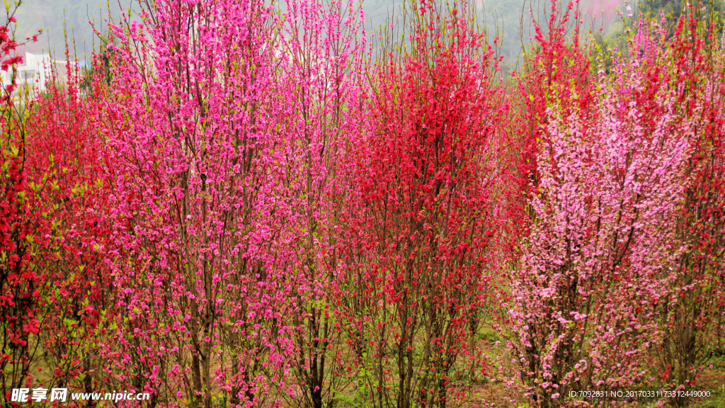 桃花