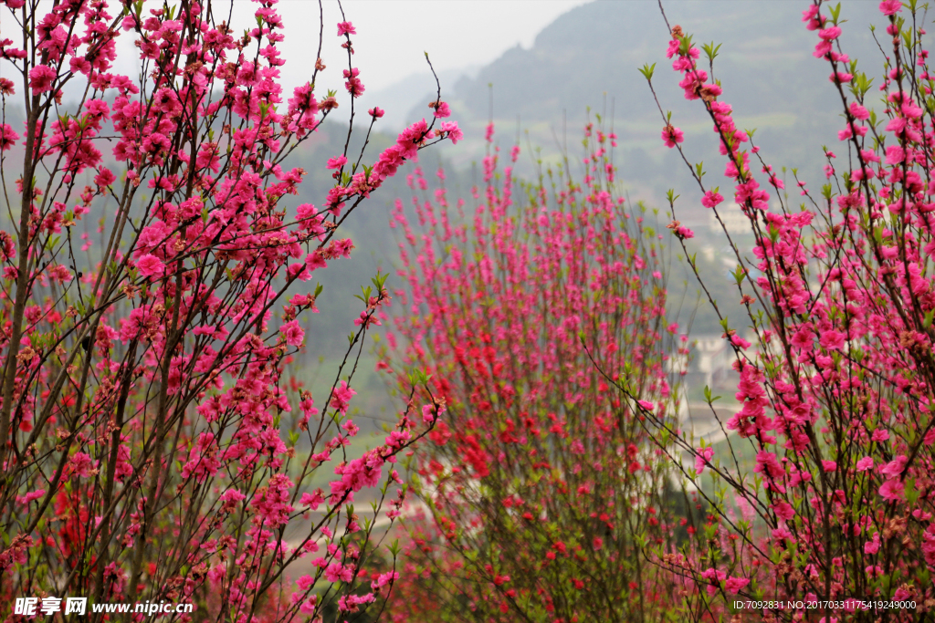 桃花