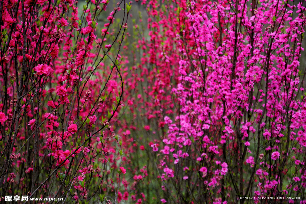 桃花
