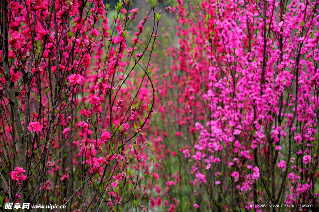 桃花