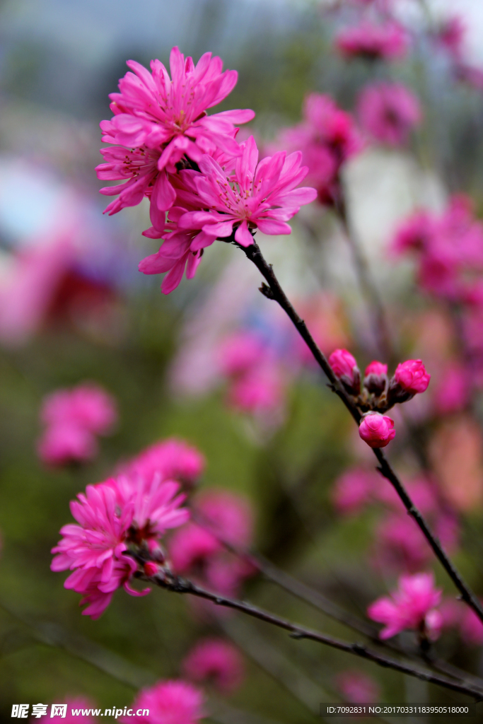 桃花