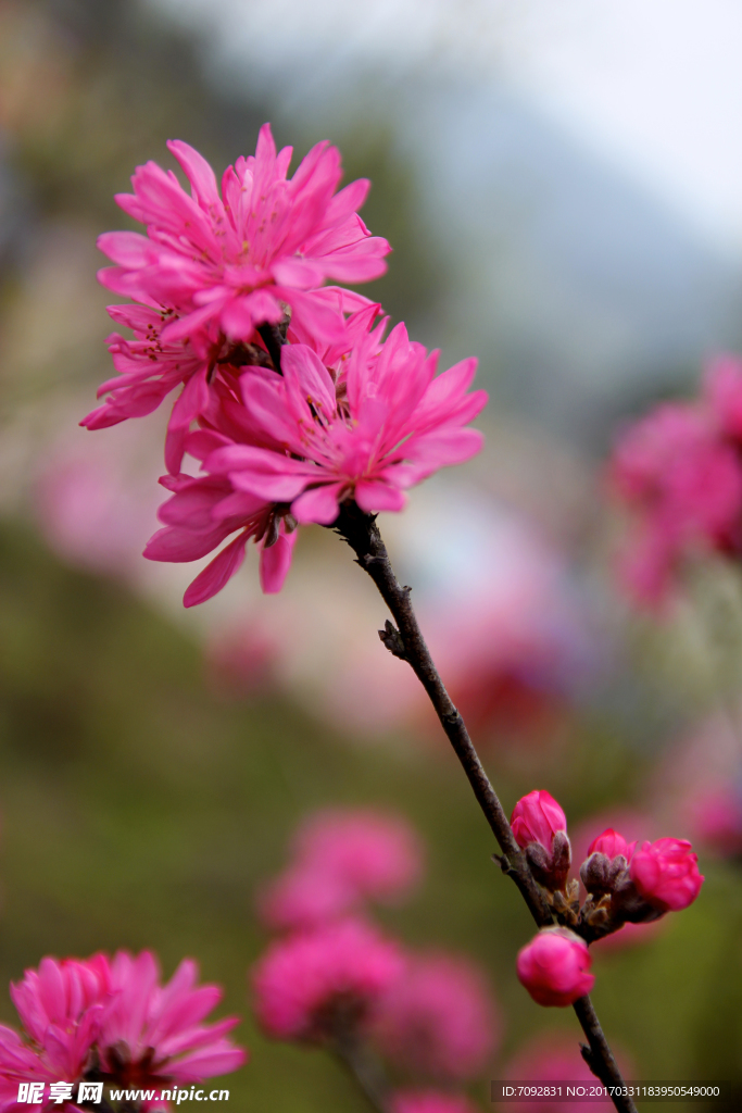 桃花