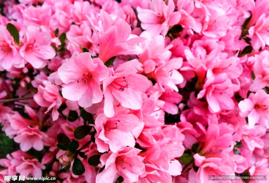 花海