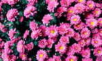 花海