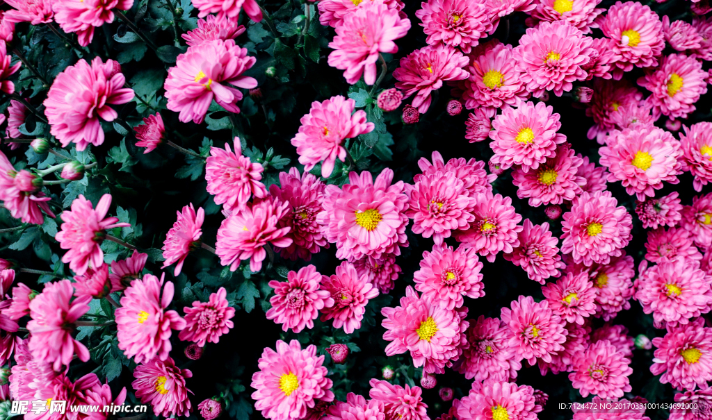 花海