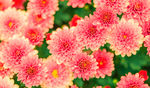 花海