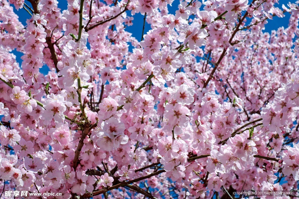 漂亮桃花
