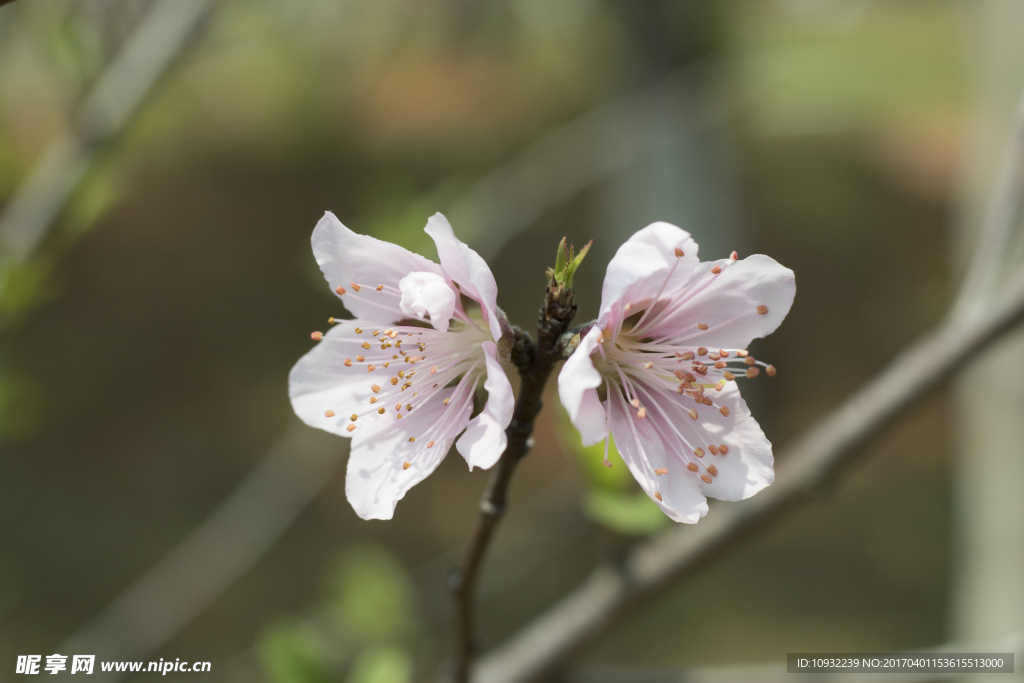 白桃花