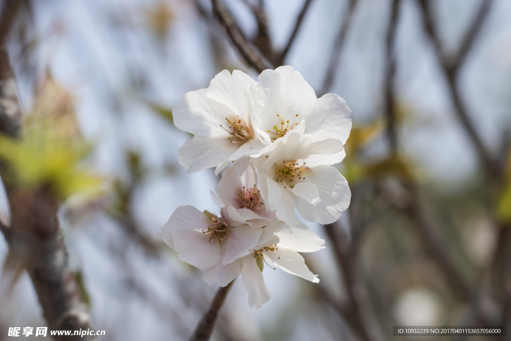 白桃花