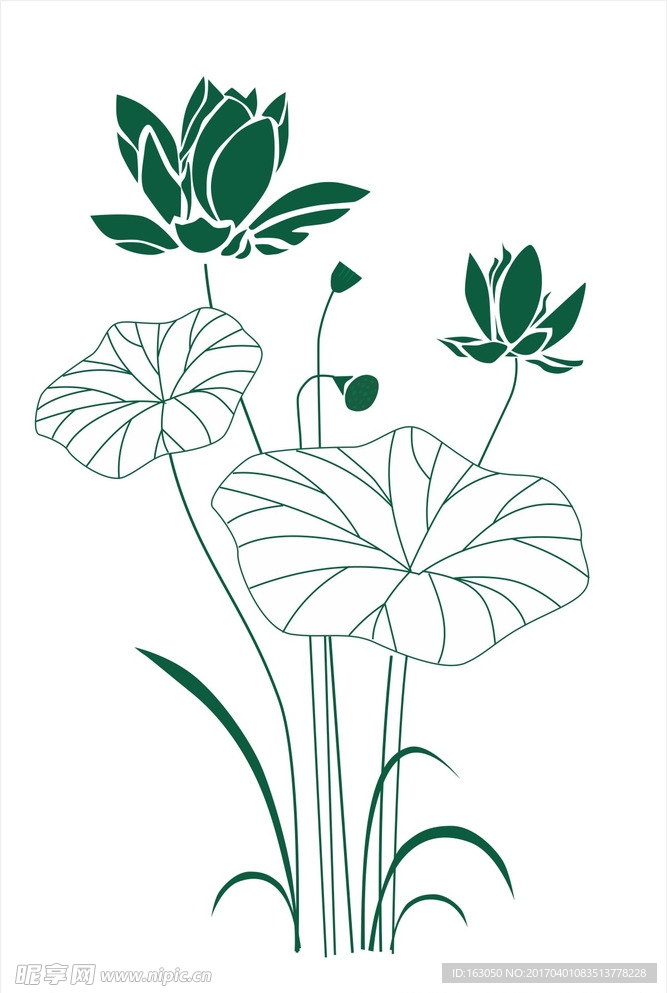 荷花
