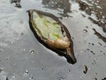 蜗牛