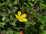 小黄花