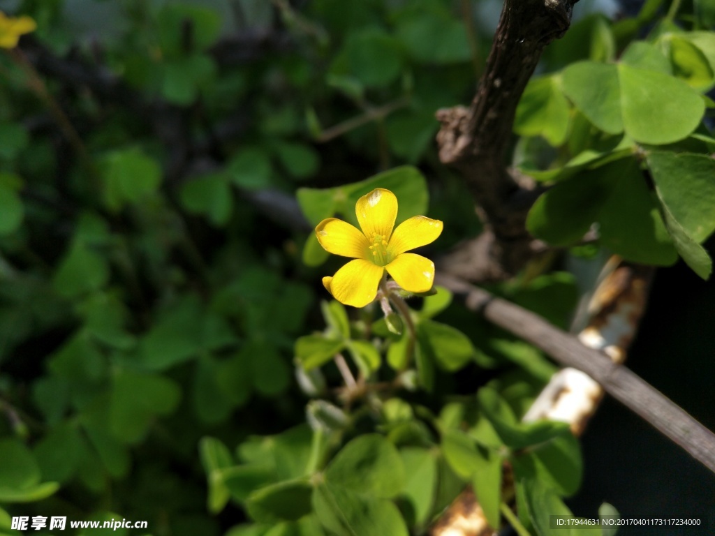 小黄花