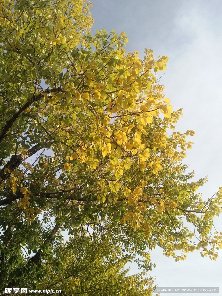 仰望秋天的杨树叶