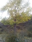 一棵荒山上的杨树