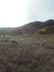 荒原上的羊群