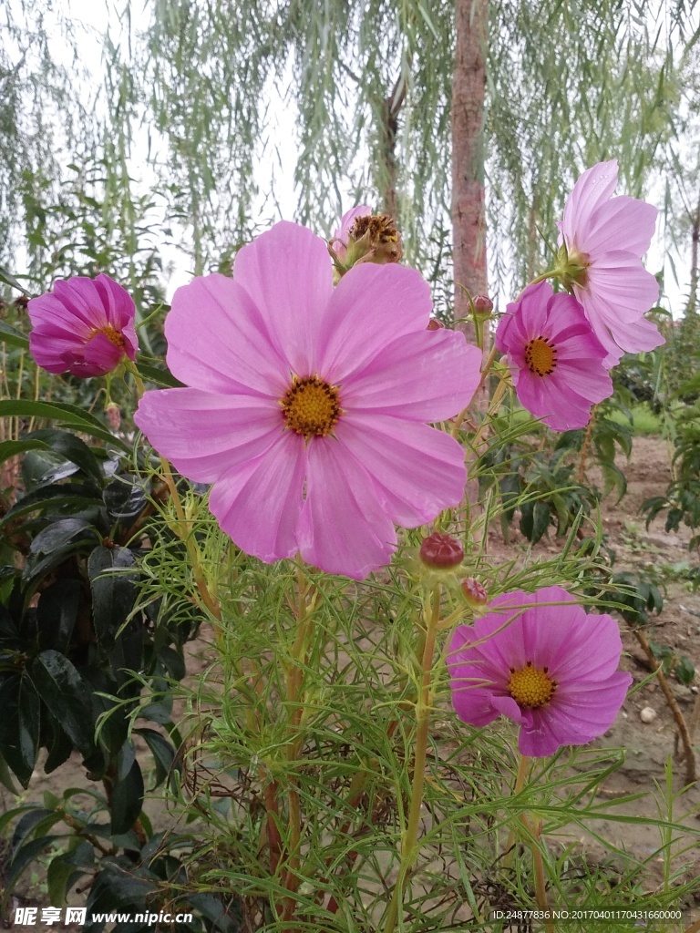 粉色的花