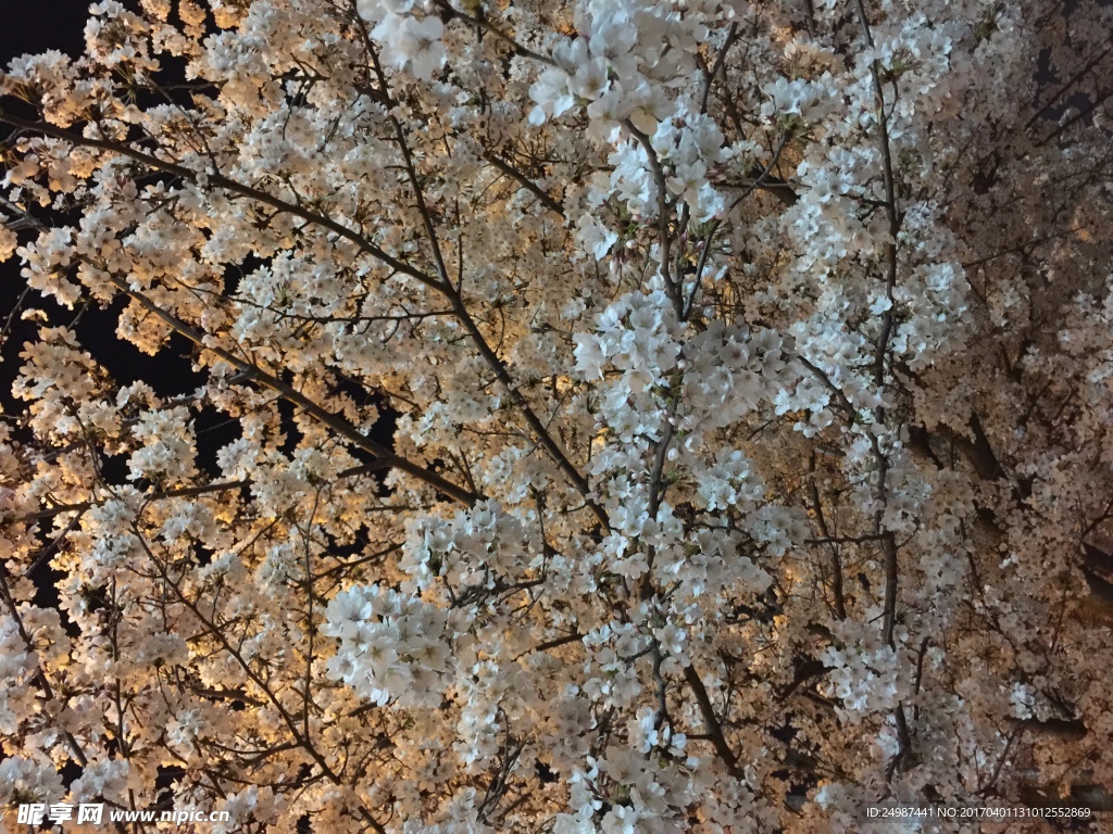樱花
