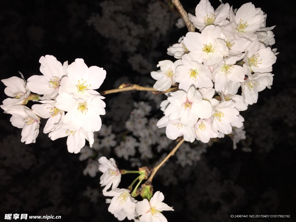 樱花